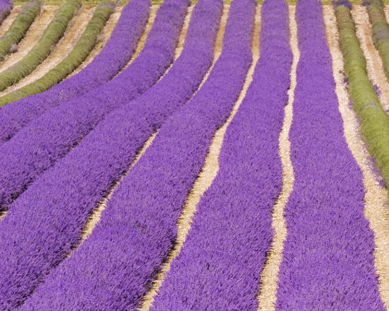 How To Use Lavender Oil For Anxiety Enjoy Natural Health